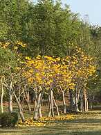 Suan Phueng Pa Wai Resort