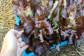 Thanyarat Resort and Organic Farm