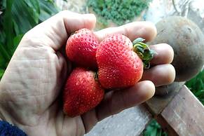 Thanyarat Resort and Organic Farm