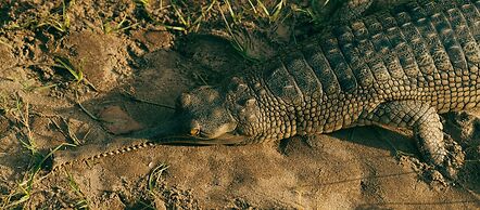Kasara Resort - Chitwan National Park