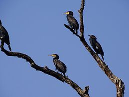 Kasara Resort - Chitwan National Park