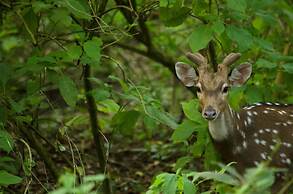 Kasara Resort - Chitwan National Park