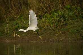 Kasara Resort - Chitwan National Park