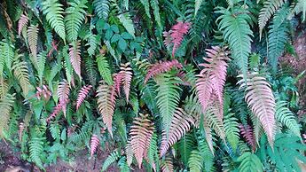 Sunnyside Holiday Bungalow