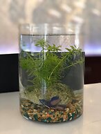 Surfrider Resort Hotel