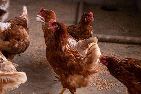 Agroturismo Son Juaneda