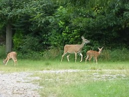 Mulberry Lavender Farm and B&B