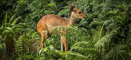 Zimbali beach estate 
