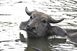 Explorer by Eco Team - Kumana National Park
