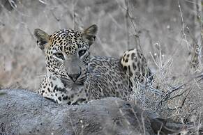 Explorer by Eco Team - Kumana National Park