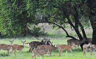 Explorer by Eco Team - Wasgamuwa National Park