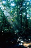 Explorer by Eco team - Sinharaja