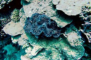 Swahili Divers & Gecko Nature Lodge