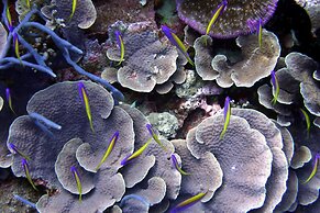 Swahili Divers & Gecko Nature Lodge