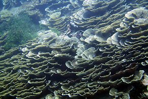 Swahili Divers & Gecko Nature Lodge