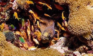 Swahili Divers & Gecko Nature Lodge