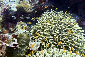 Swahili Divers & Gecko Nature Lodge