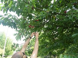 Villa Kirkpinar Sapanca