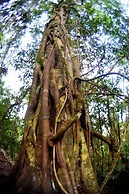 Ecolodge Las Nubes Chiapas
