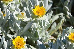 West Coast Luxury Tents- Glamping