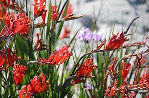 West Coast Luxury Tents- Glamping