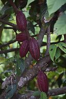 Finca Cafetera San Rafael