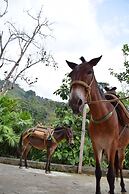 Finca Cafetera San Rafael