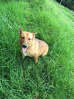 Eco Hotel La Cabaña