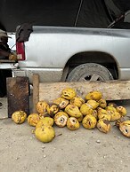 Maya Bella Downtown Hotel