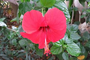 Sen Monorom I Guesthouse