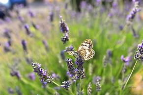 Nilufer Otel - Adult Only