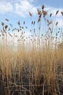 Beta Home Lake House