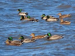 Auberge Pourvoirie Isle-aux-Grues