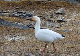 Auberge Pourvoirie Isle-aux-Grues