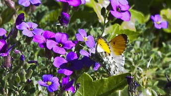 Hotel Alpenhof Grainau