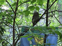 Misty Creek Log Cabins