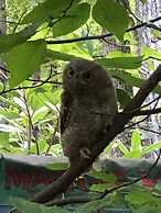 Misty Creek Log Cabins
