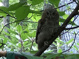 Misty Creek Log Cabins