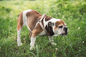 Hakuba Log Hotel Meteor