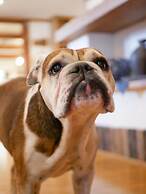 Hakuba Log Hotel Meteor