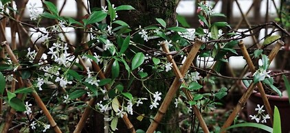 Ancient Street No.5 Youth Chic Hotel