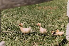 Resort Fazenda 3 Pinheiros