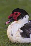 Resort Fazenda 3 Pinheiros