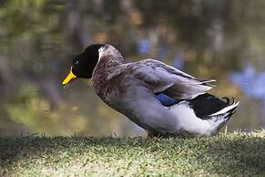 Resort Fazenda 3 Pinheiros