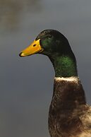 Resort Fazenda 3 Pinheiros