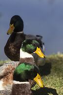 Resort Fazenda 3 Pinheiros