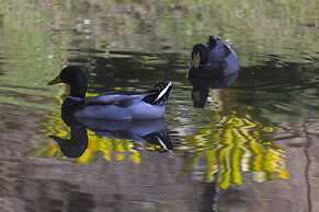 Resort Fazenda 3 Pinheiros