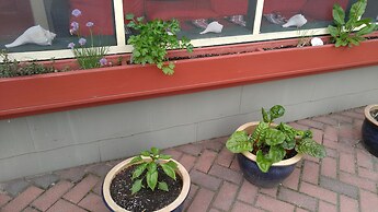 Island Guest House B&B