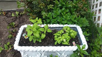 Island Guest House B&B