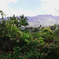 360 Rainforest